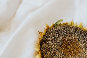 ひまわりの種 効果