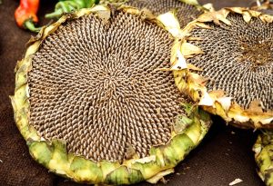 ひまわりの種を食べるときの注意点